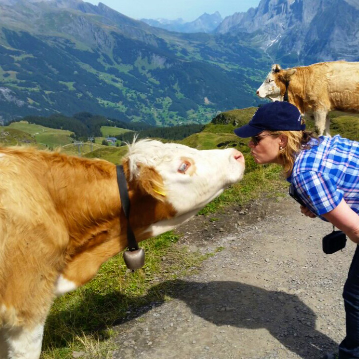 Swiss cow